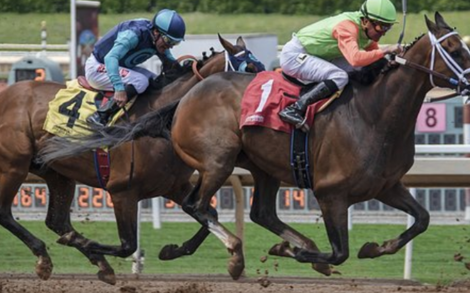 prono choc turf || pronochocturf
